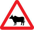 Cattle traffic sign India